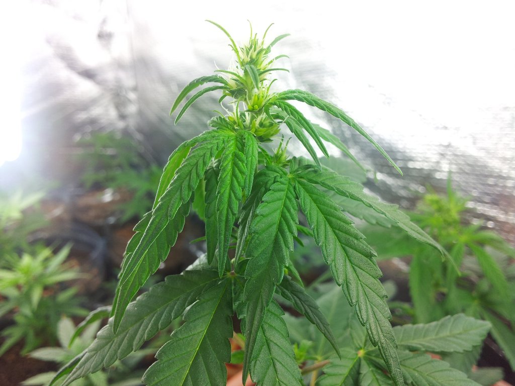 Пустоцвет у конопли трубка для курения марихуаны фото